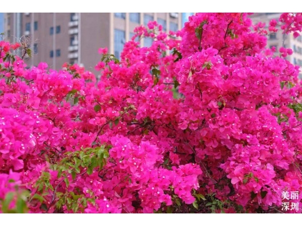 What colour is it in spring of Shenzhen?